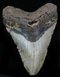 Large Megalodon Tooth - North Carolina #32824-1
